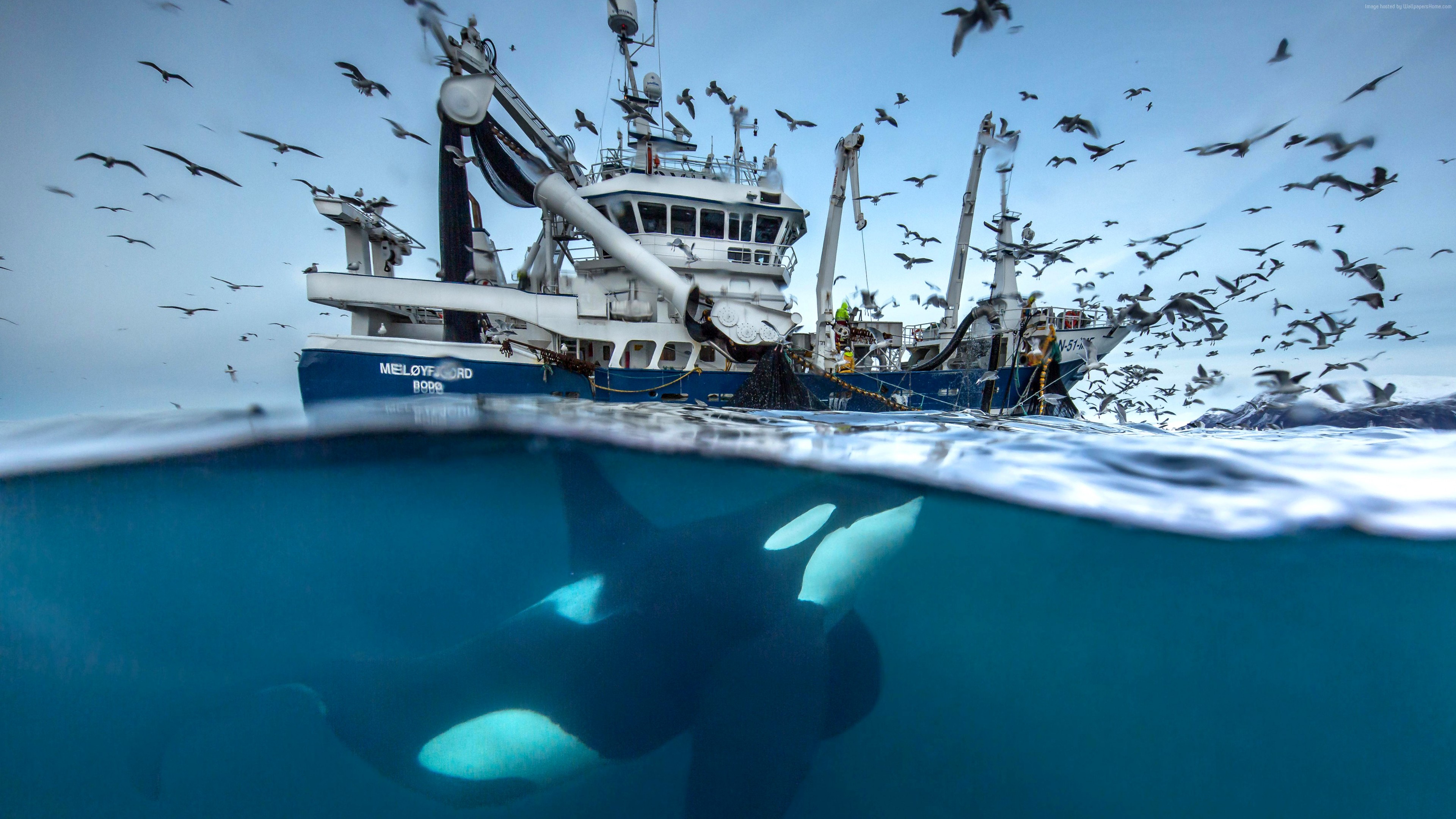 Wallpaper 2016 Wildlife Photography finalist, whale, boat, birds, Norway, Ocean, underwater, Animals